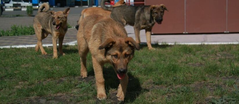 За выброшенных на улицу животных - штраф 30 000 рублей: Госдума одобрила новый закон 