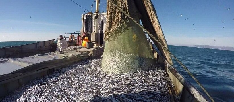 Виной всему погодные условия.В начале ноября, когда только началась путина хамсы, черноморская рыбка продавалась по 400 рублей за килограмм.