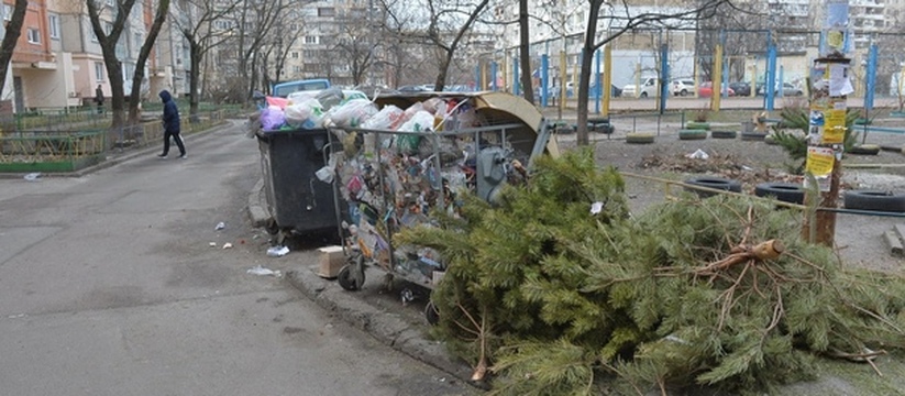 Праздничным деревьям подарят вторую жизнь.Новогодние праздники прошли, и в мусорных контейнерах стало появляться все больше новогодних елок.