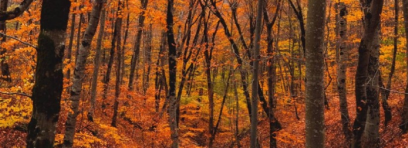 Под Новороссийском всеми красками осени «полыхают» грабо-буковые леса