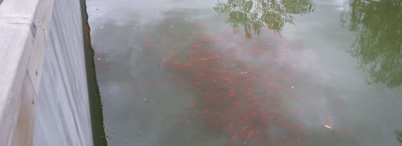 «Состояние пруда под контролем!»: власти ответили на жалобу новороссийцев по поводу замусоренного водоема в парке Фрунзе