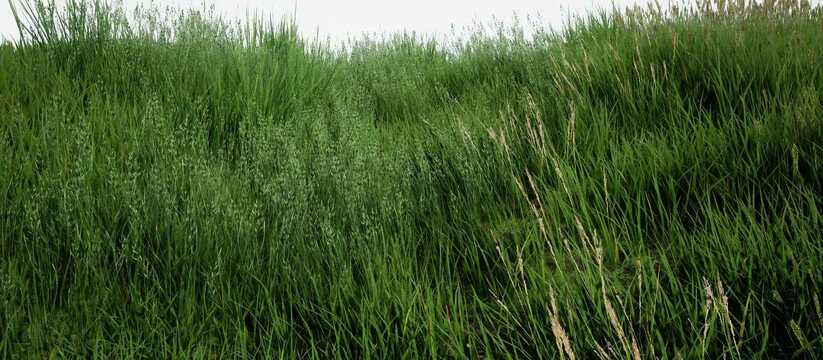 Кто должен ее косить?Жительница Новороссийска заметила высокую траву на территории ЖК &laquo;Взлетный&raquo; между площадками МКД на ул.