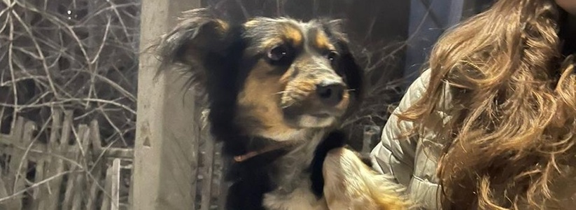 Запертых в нежилом доме под Новороссийском собак спас анапский приют