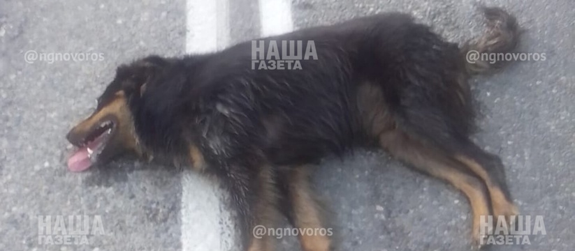 "Кто дал вам право убивать?": под Новороссийском живодеры травят собак