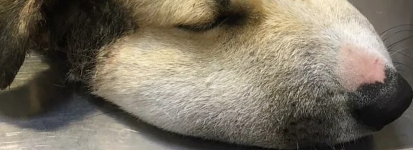 "Собака не могла есть, голова опухла,  ткани на шее начали гнить!": в Новороссийске изверги перетянули горло щенку проволокой 