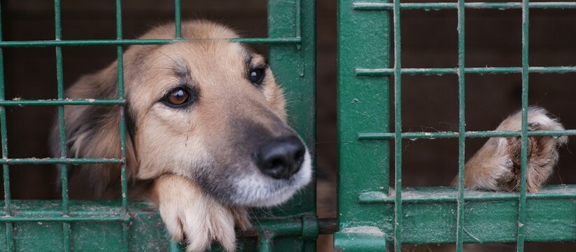 Власти Новороссийска ищут деньги на строительство приюта для бездомных животных