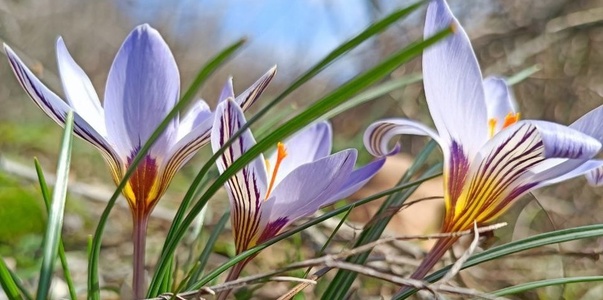 Миндаль, жасмин и крокусы: на Черноморском побережье в феврале распускаются цветы