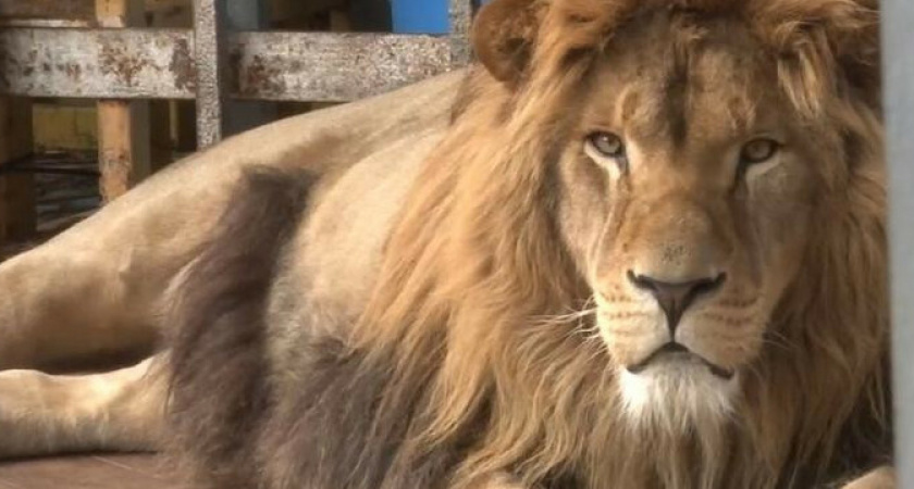 Лев Тигран из Анапы ютится в ржавой, маленькой клетке в зоопарке Старого Оскола