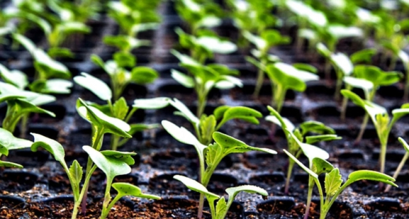 Как спасти рассаду от черной ножки: лучшие способы