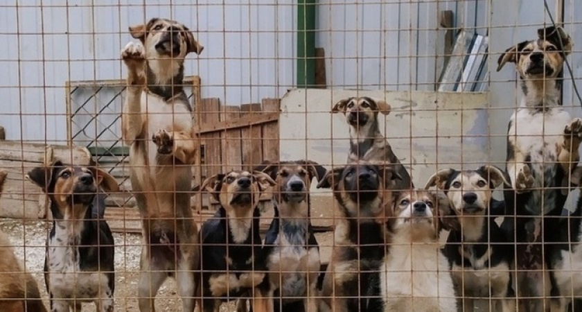 Власти Новороссийска предлагают на базе будущего приюта для бездомных животных открыть элитную гостиницу для домашних «хвостиков»  