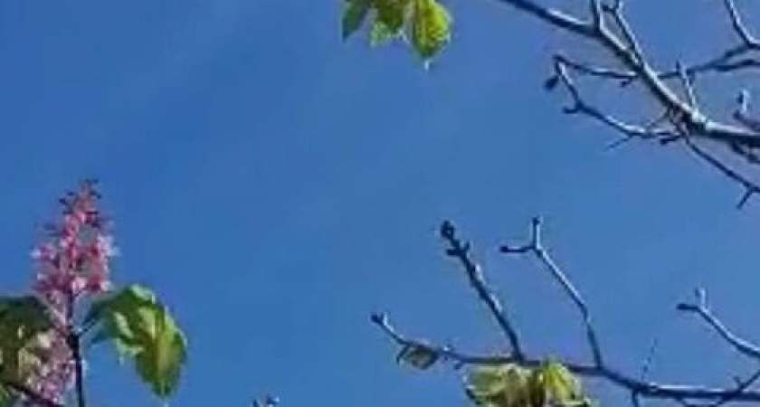 На набережной Новороссийска зацвели каштаны: это опасно для деревьев