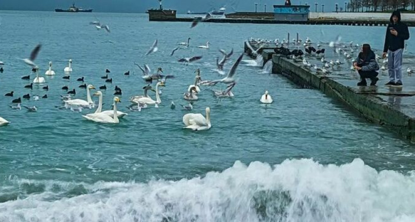 Зима не отступает: суровая погода ожидается в Краснодарском крае в ближайшие дни