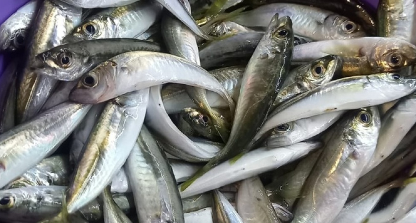 "Тягаем полными столбами!": в Новороссийске пошла ставрида - рыбаки хвалятся уловом