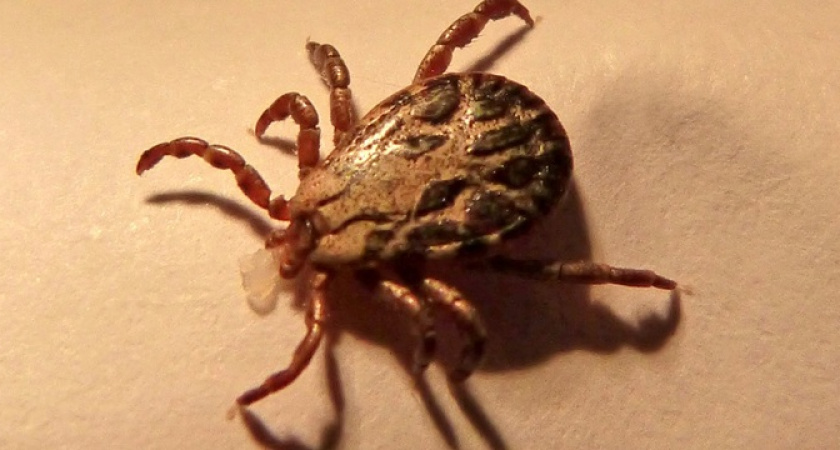 Клещи не переносят этот запах: стоит всего 50 рублей — лучше магазинного аэрозоля