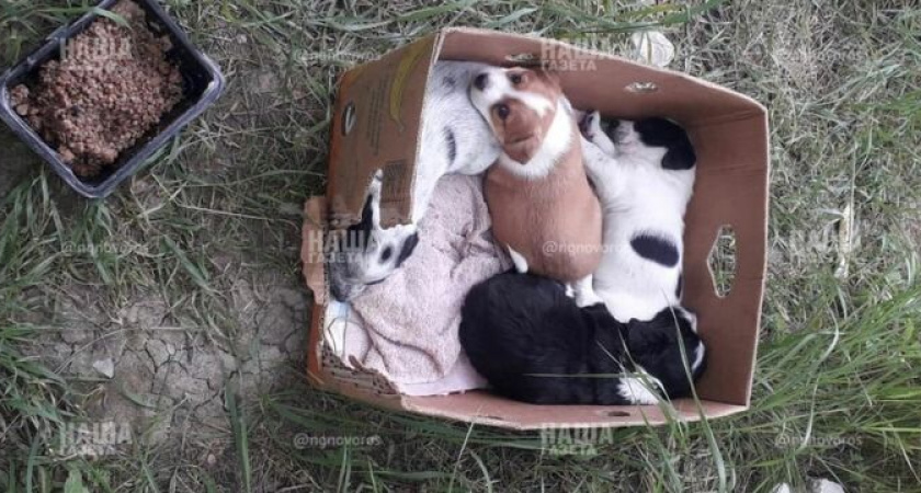 В Новороссийска женщина сначала выставила щенков на Авито, а после выкинула их в коробке на улицу