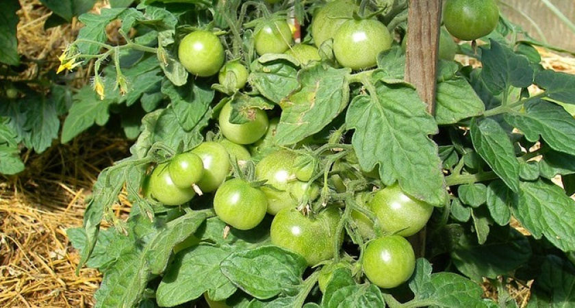 Богатый урожай томатов и огурцов: эксперты поделились советами