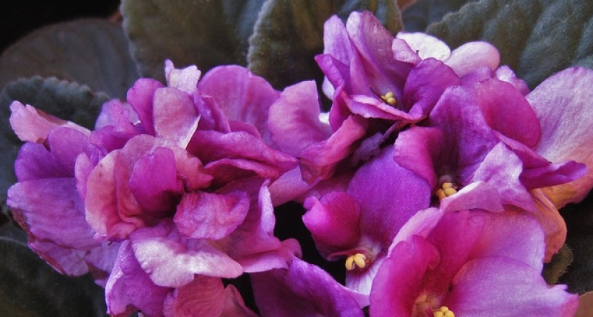 Фиалка будет непрерывно цвести: нужно это копеечное средство