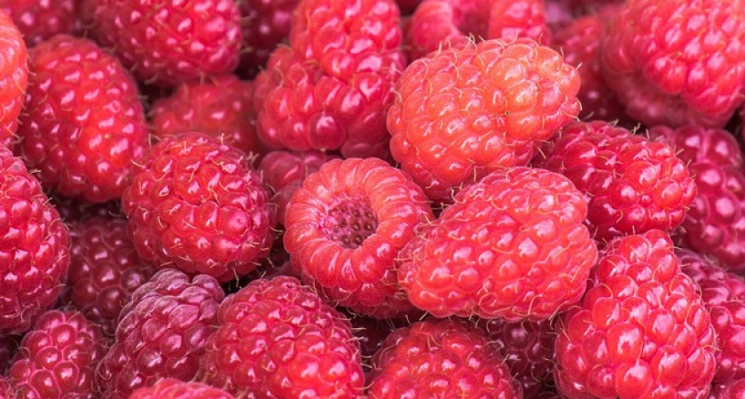 Малина завалит сладким и крупным урожаем: вот что нужно сделать в начале июня