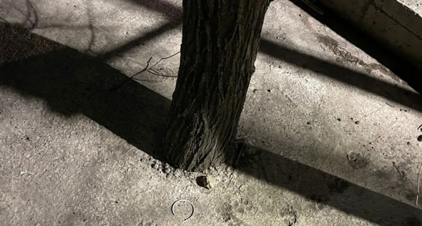 В Восточном районе Новороссийска деревья «закатали» в бетон