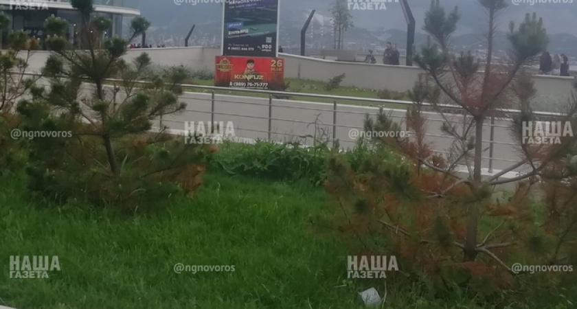 В  Новороссийске массово желтеют хвойные деревья