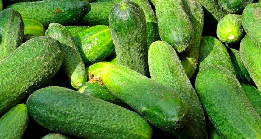 Огурцы попрут как сумасшедшие: сделайте на грядке только одну простую манипуляцию