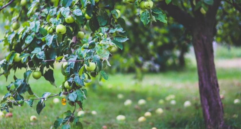 Чудо-удобрение: ветви яблони прогнутся от количества плодов