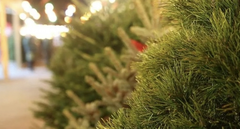 Новый год к нам мчится: в Краснодарский край начали поступать первые партии елок