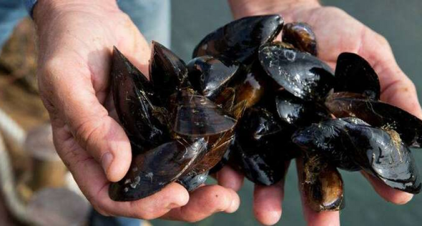 Суровые деликатесы! Новороссийцев осудили на два года за сбор мидий на Волочаевском пляже