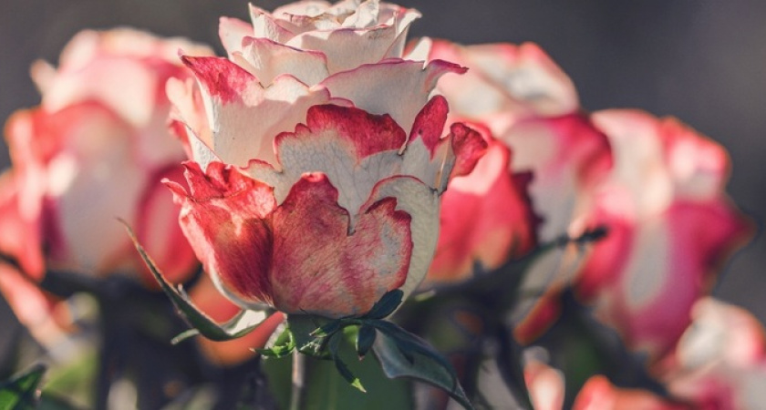 Укрывайте розы только так: хорошо перенесут зиму и порадуют пышным цветением