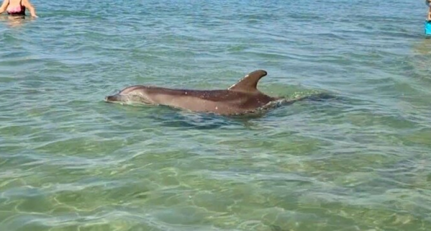 Туристы кормят дельфинов рыбой с рук у самого берега в Анапе