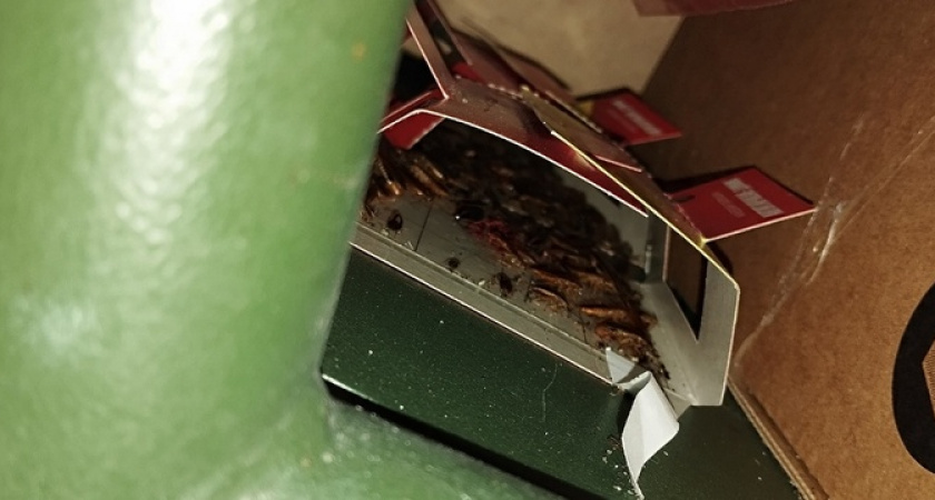 «Там сотни тараканов!!!»: жительница Новороссийска заметила на полках «Магнита» клеевые ловушки с насекомыми