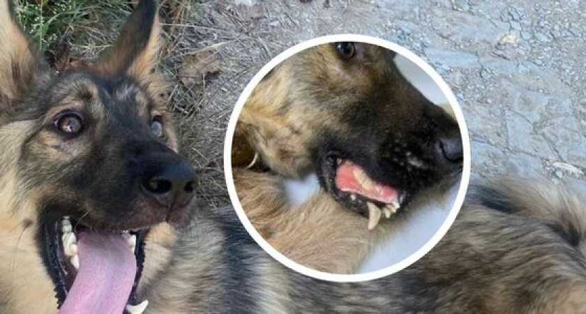 В Новороссийске волонтеры ищут хозяина для спасенного пса Дозора, которому выбили тяпкой челюсть