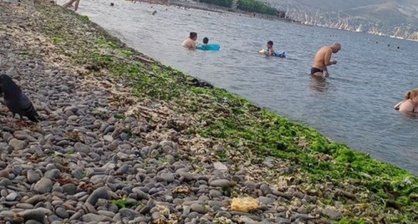 Вонь и мухи: пляж «Нептун» в Новороссийске завален гниющими водорослями