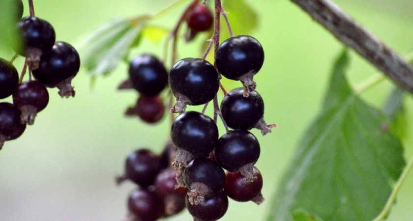 Смородины будет много: чудо-подкормки для кустов