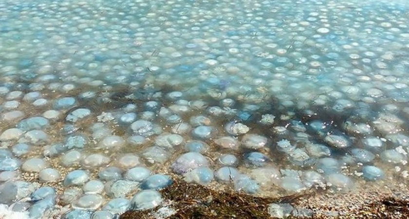 "Не вода, а кисель!": море под Анапой заполонили тысячи медуз