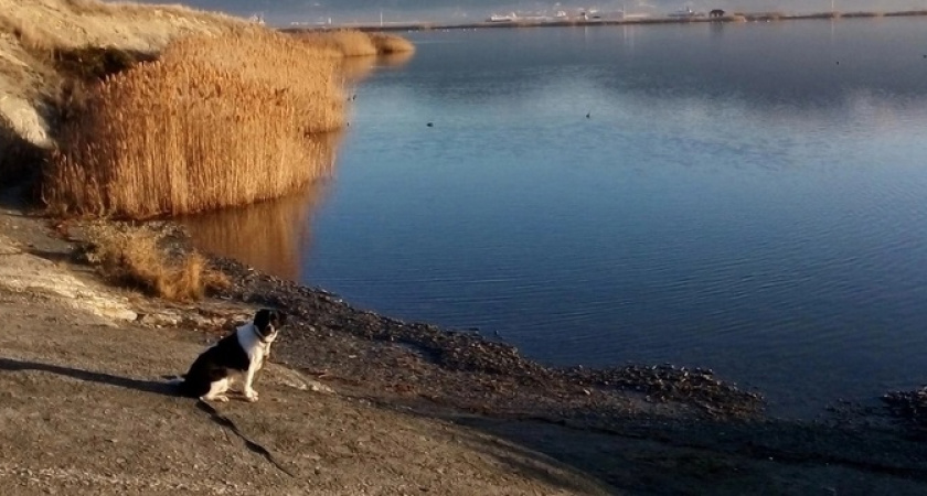 "Настоящий человек!": новороссиец спас и вылечил бездомную собаку, охраняющую Дворец творчества