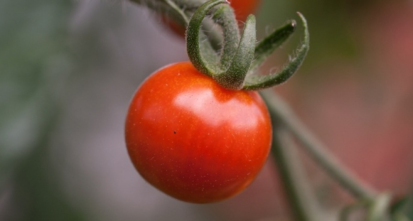 Помидоры будут крупными и здоровыми: лучшая подкормка 