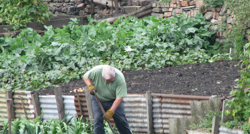 Оштрафуют от 20 до 50 тысяч рублей. За какие сорняки на грядках дачников накажут