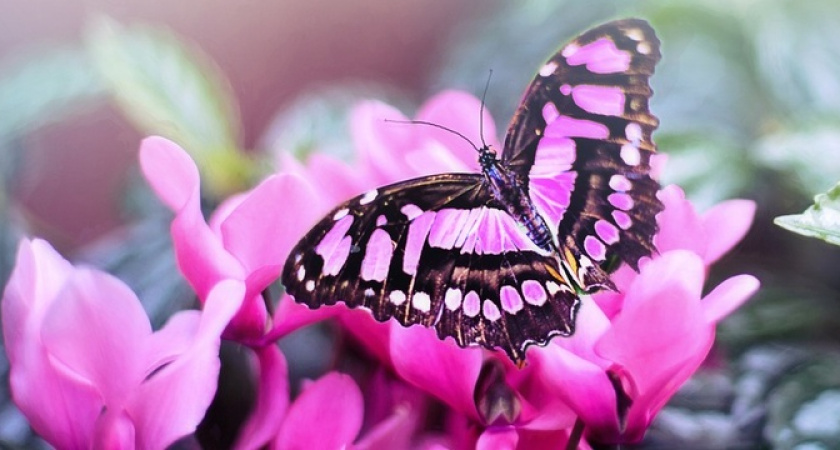 Розовые цветы разрастутся ковром: с таким многолетником не возникнет проблем