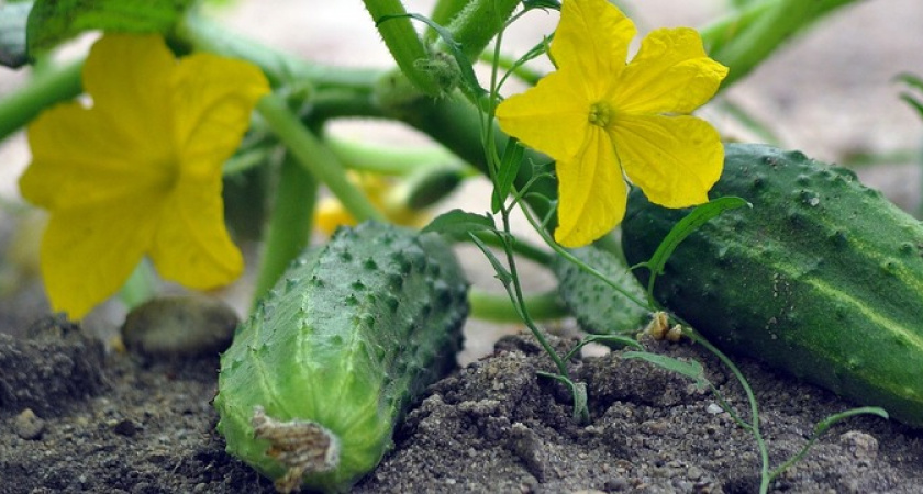Огурцы это просто обожают: подкормите их данным средством из кухни