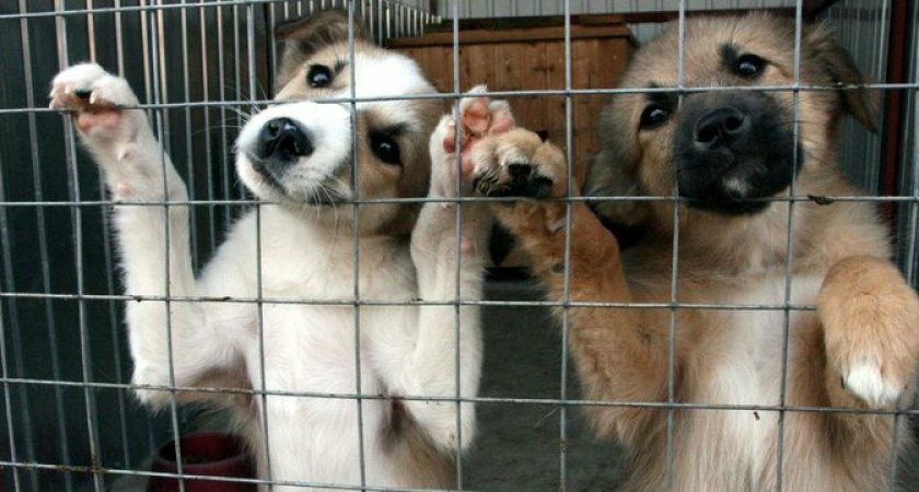 "Теперь у наших подопечных есть дом!": в Новороссийске волонтеры своими силами построили приют для бездомных животных 