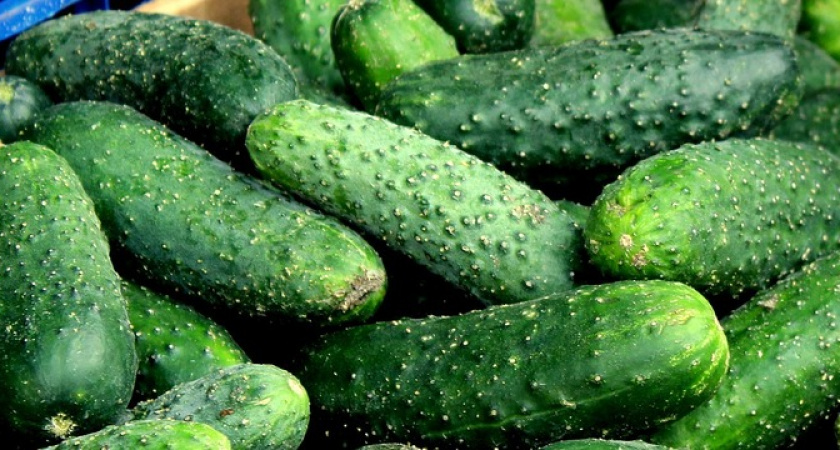 Хитрость, которая ускорит созревание огурцов в 5 раз: технология сбора урожая