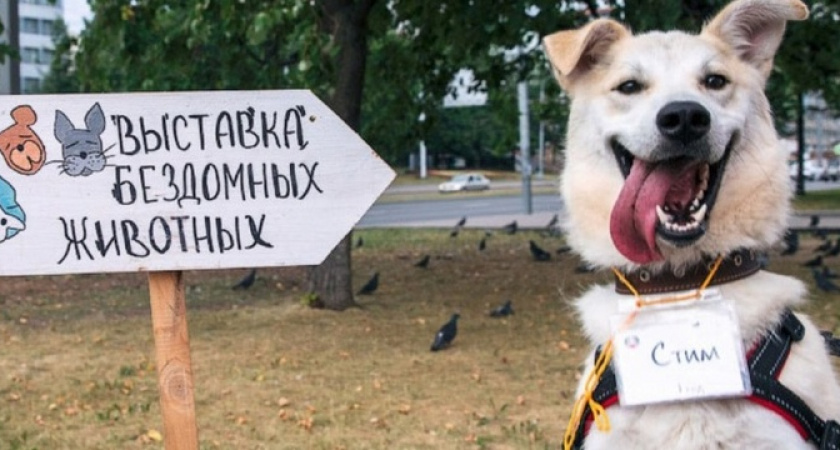 В Новороссийске пройдет выставка бездомных животных, на которой десятки котов и собак будут ждать любящих хозяев
