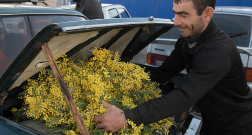 Скоро на прилавках Новороссийска: в Краснодарский край из Абхазии приехали 125 килограммов ароматной мимозы
