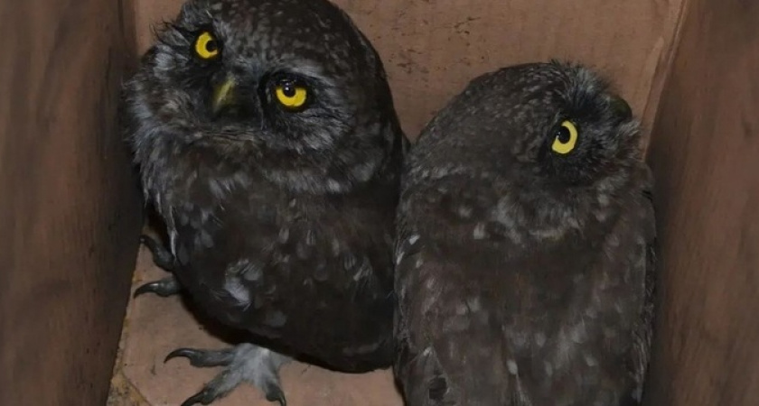 Под Новороссийском два упитанных сыча застряли в дымоходе