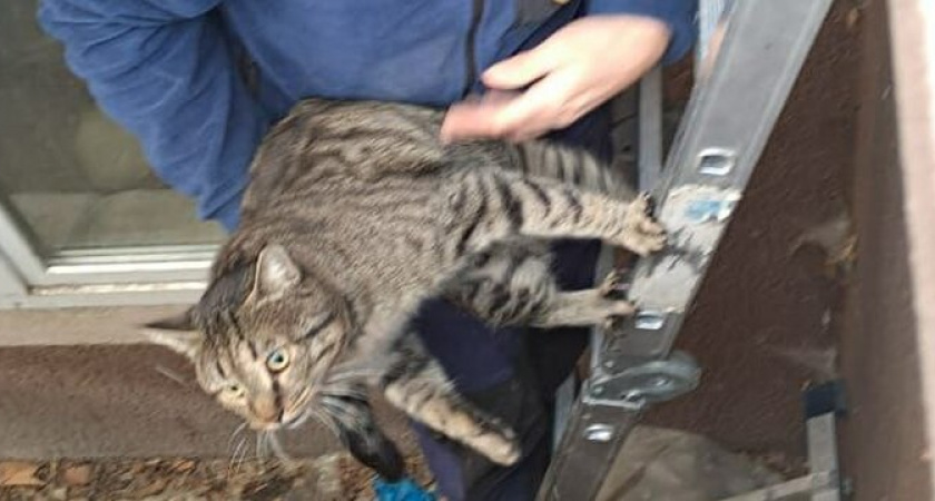 «Скорее всего, их туда кто-то намеренно столкнул!»: новороссийские спасатели вытащили из закрытого помещения двух застрявших там кошек 