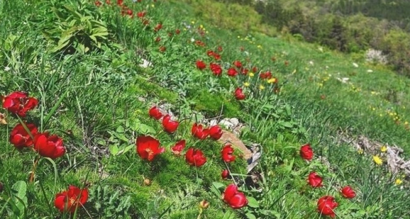 В горах в окрестностях Новороссийска благоухают дикие пионы