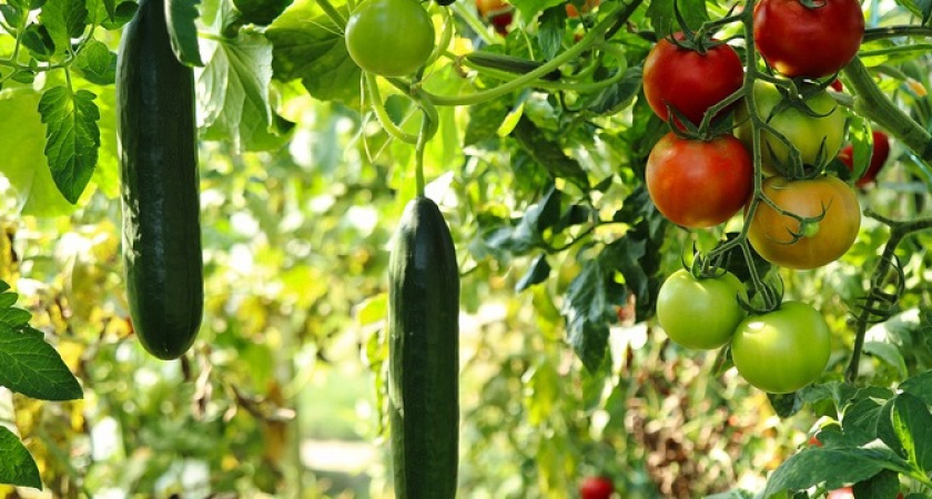 Так огурцы еще не плодоносили: возьмите щепотку этого порошка и смешайте с водой — есть в каждом доме