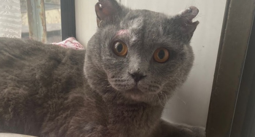 Кот Миша, который чудом уцелел в пожаре в Новороссийске, ищет семью, где он был бы единственным питомцем