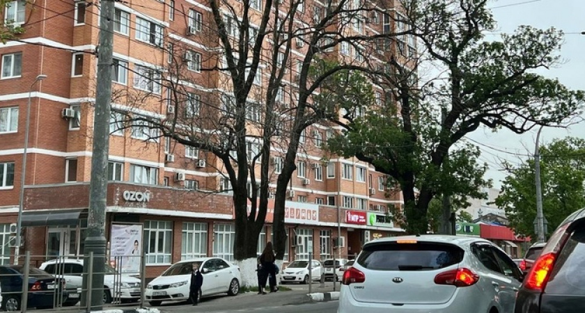 В Новороссийске массово сохнут и погибают деревья, преимущественно хвойные